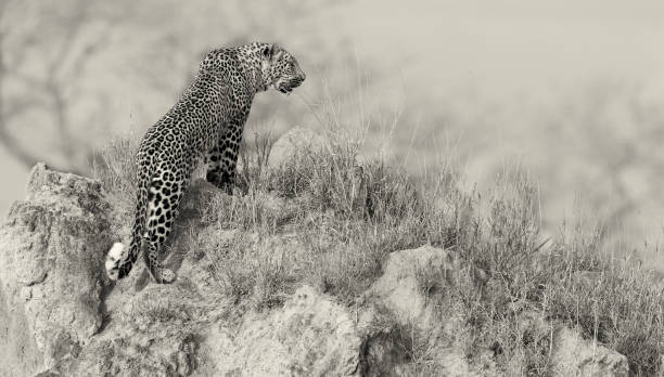 istock Lone leopard sit down resting on an anthill in nature during daytime 1060986188
