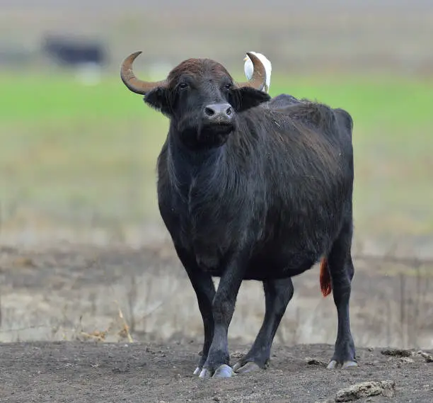 Photo of The wild water buffalo with white egret.