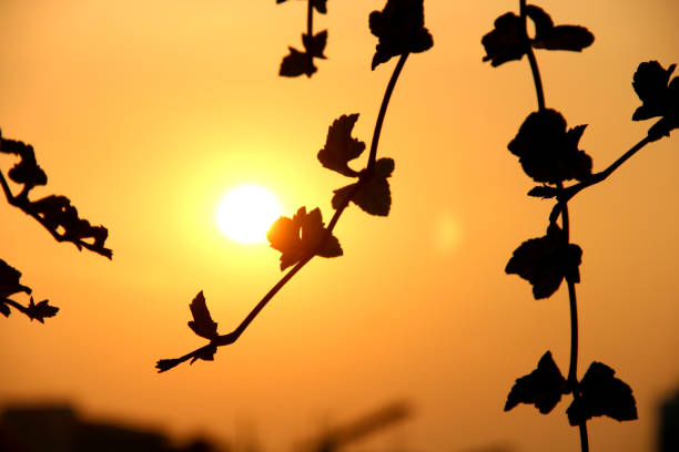 Vine, leafy plants and light of sunset