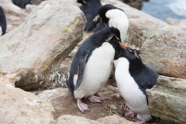 istock Mating Rockhopper penguins (Eudyptes chrysocome) on Falkland Islands 1060988964