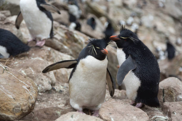 istock Mating Rockhopper penguins (Eudyptes chrysocome) on Falkland Islands 1060989002