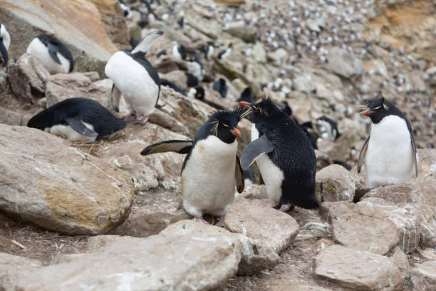 istock Mating Rockhopper penguins (Eudyptes chrysocome) on Falkland Islands 1060989026