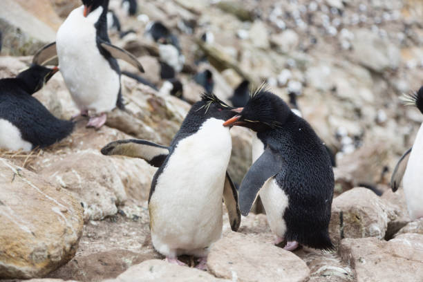 istock Mating Rockhopper penguins (Eudyptes chrysocome) on Falkland Islands 1060989066