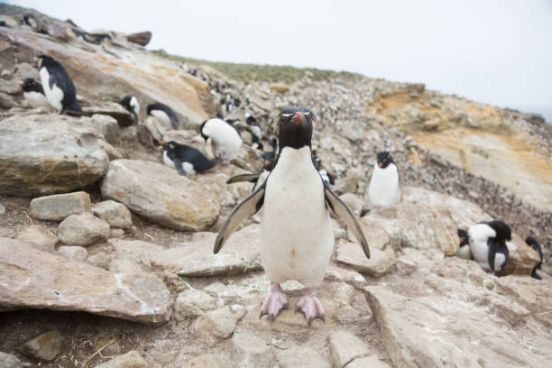 istock Rockhopper penguin (Eudyptes chrysocome) on Falkland Islands 1060989072
