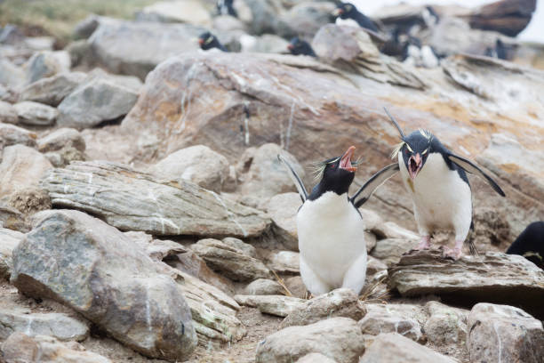 Fighting Rockhopper penguins (Eudyptes chrysocome) on Falkland iIslands Fighting Rockhopper penguins (Eudyptes chrysocome) on a rock on Falkland islands, it is november and breeding time, and if another penguin gets too close to a nest of a breeding couple, this is a common cause for a fight penguins fighting stock pictures, royalty-free photos & images
