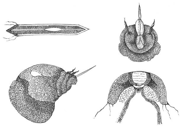 Body Parts Of The Silkworm Insect Bombyx Mori Stock Illustration - Download  Image Now - 19th Century, 19th Century Style, Anatomy - iStock