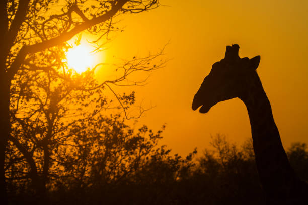 istock Giraffe in Kruger National park, South Africa 1060994320