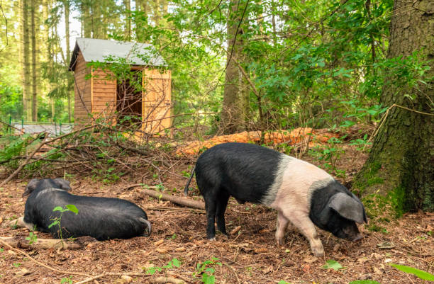 Free range pigs in woodland