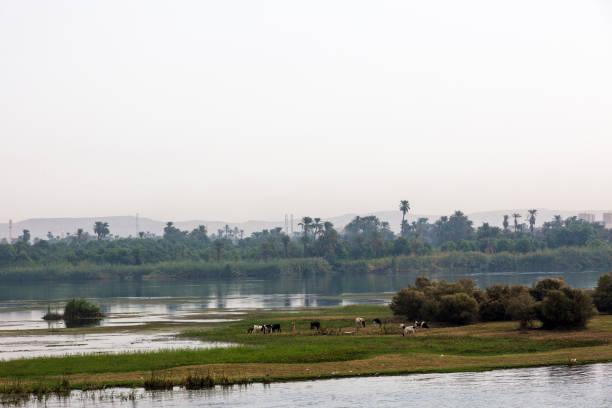 istock Coast of Nile 1060995220