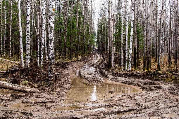 fuoristrada nella foresta e ruote dell'auto - fango foto e immagini stock