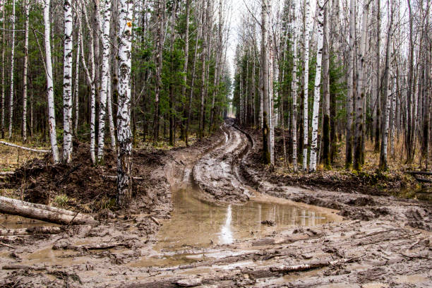бездорожные в лесу и автомобильные колеса - mud стоковые фото и изображения
