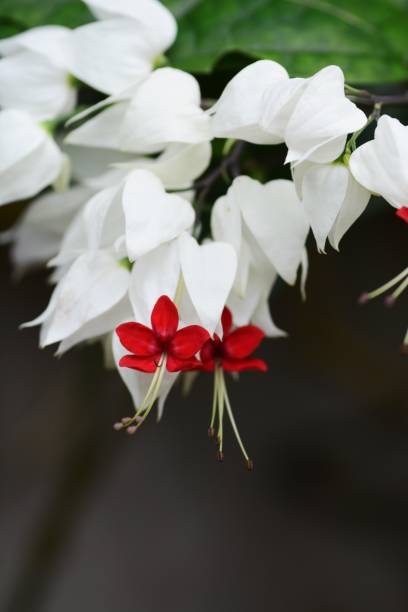 30 Thomsonae Stock Photos, Pictures & Royalty-Free Images - iStock