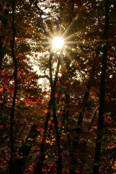 istock Bright white sun with long rays on yellow red autumn forest background. 1060997624