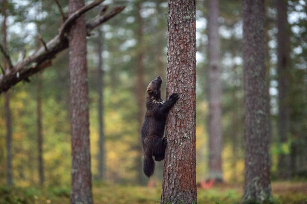 wolverine se sube en un árbol. - wolverine endangered species wildlife animal fotografías e imágenes de stock