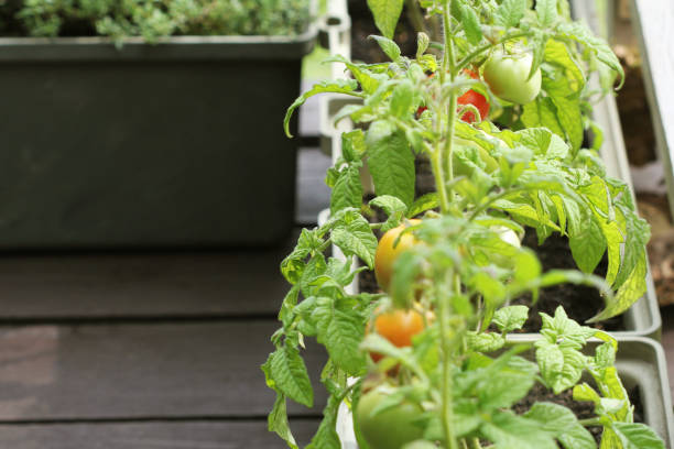 istock Container vegetables gardening. Vegetable garden on a terrace. Herbs, tomatoes growing in container 1060998846