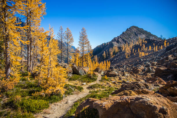 Larches in autumn colors in foreground, Esmeralda Peaks as its backdrop.