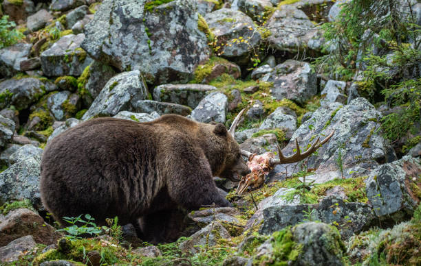 Bear and skul of moose.