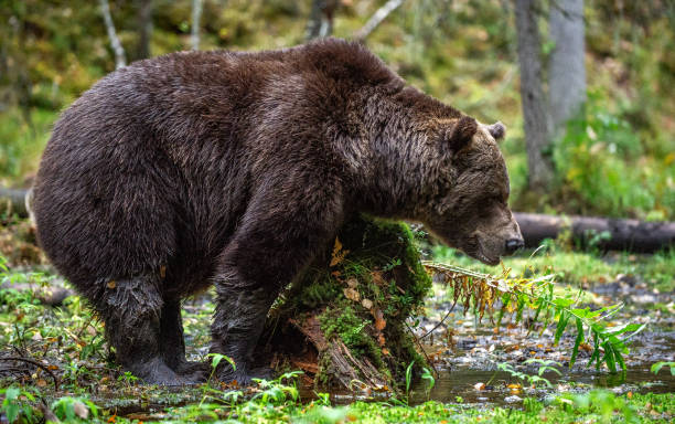istock A brown bear in the autumn forest. 1061001502