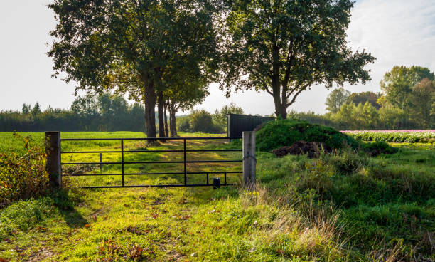 immagine retroilluminata di una scena rurale con un cancello di ferro in primo piano e una fila di alberi ad alto fusto sagomato sullo sfondo - barn conversion foto e immagini stock