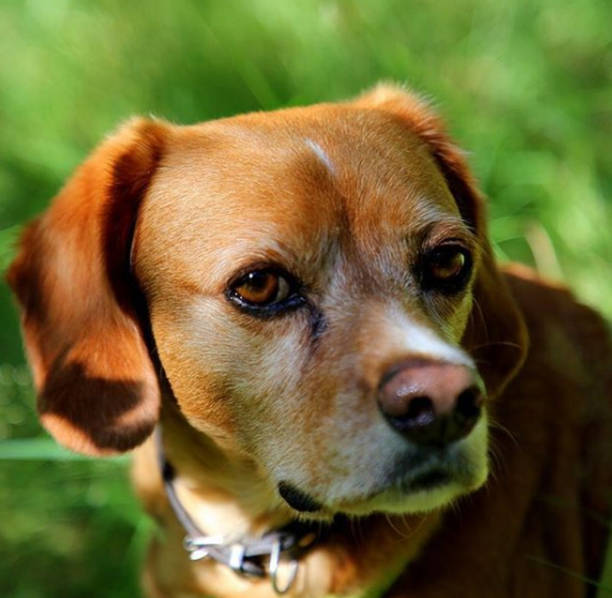 istock Labrador dog outdoors 1061001980