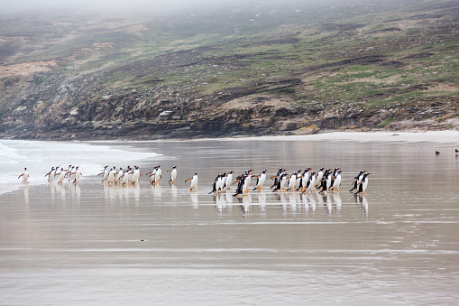 Gentoo Penguins (Pygoscelis papua) coming from the sea after chasing food while their partner is sitting on the nest and breeding, it is November on Falkland Islands