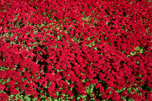 Red chrysanthemum flowers background
