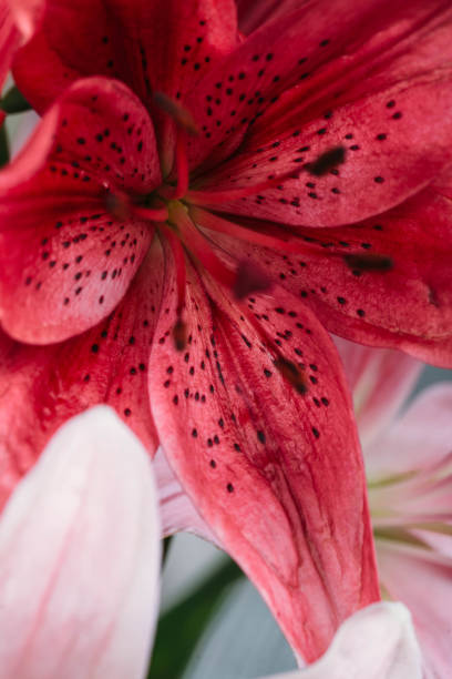 istock Colorful lily flowers 1061008074