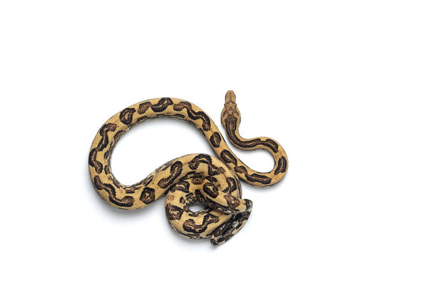 istock The viper boa isolated on white background 1061008132