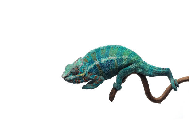 istock Blue lizard Panther chameleon isolated on white background 1061008170