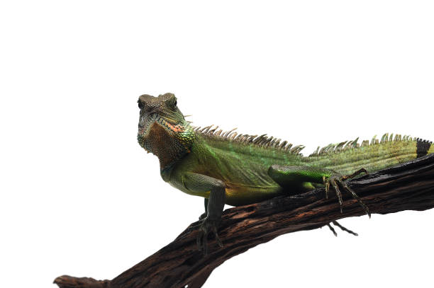 istock Chinese Water Dragon isolated on white background 1061008194