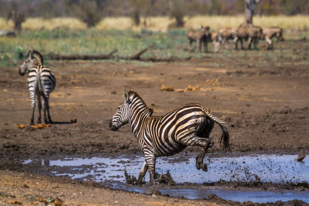 Plains zebra in Kruger National park, South Africa ; Specie Equus quagga burchellii family of Equidae
