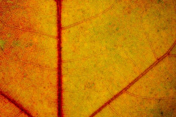istock Beautiful detailed golden fall leaf macro - texture 1061009504