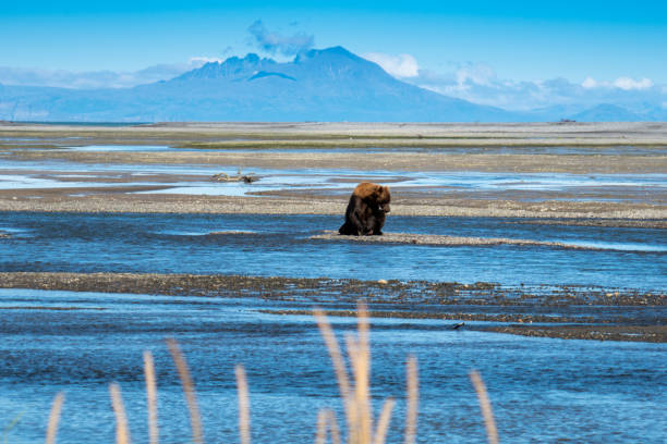 grizzly orso bruno costiero dell'alaska - male animal mammal animals in the wild fur foto e immagini stock