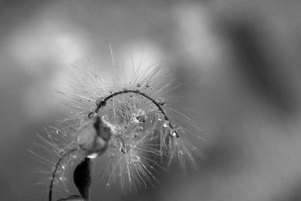 istock seed plants and drops of rain 1061010996