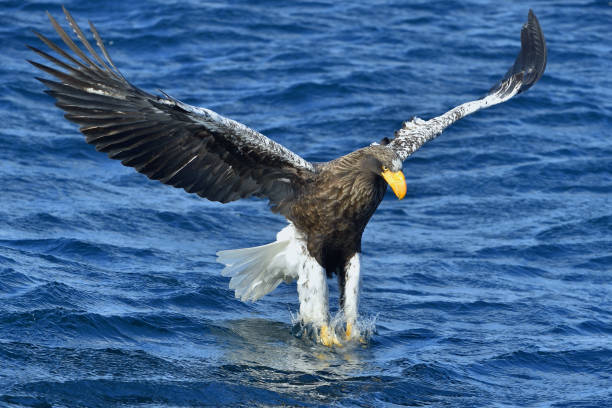 istock Steller's sea eagle fishing 1061012808