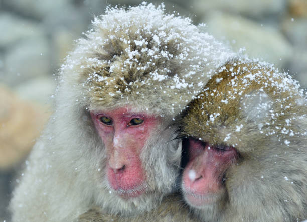 istock Snow monkeys family 1061013228