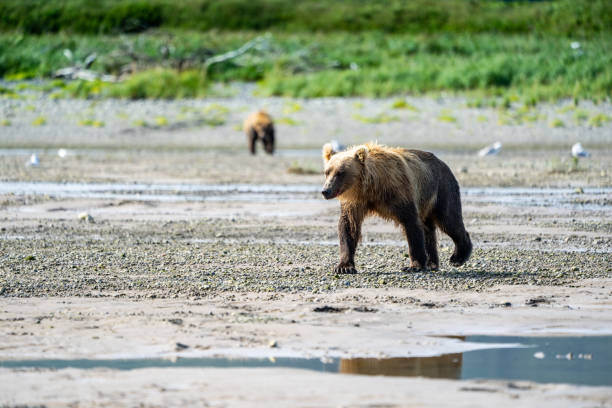 bellissimo grizzly orso bruno costiero dell'alaska vaga nel torrente del katmai national park in cerca di pesci salmone - male animal mammal animals in the wild fur foto e immagini stock