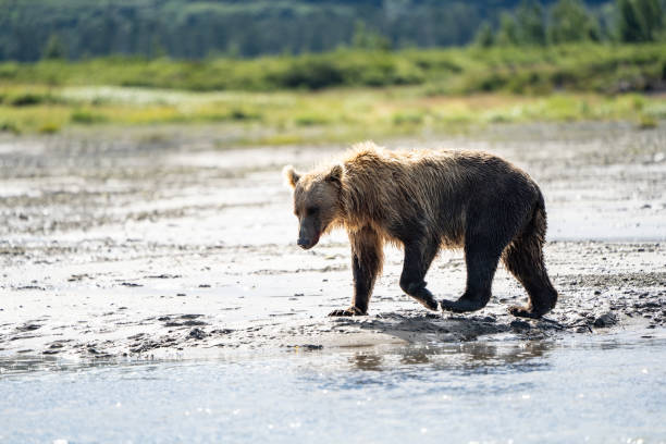 bellissimo grizzly orso bruno costiero dell'alaska vaga nel torrente - male animal mammal animals in the wild fur foto e immagini stock