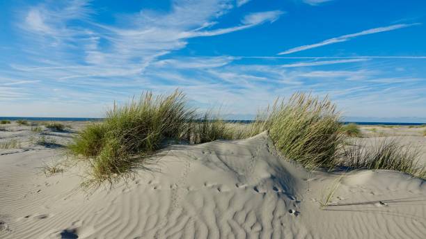 istock Sand dune landscape at sea side 1061014268