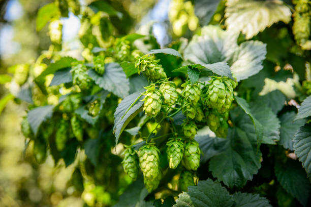 istock Green fresh hop cones 1061014348