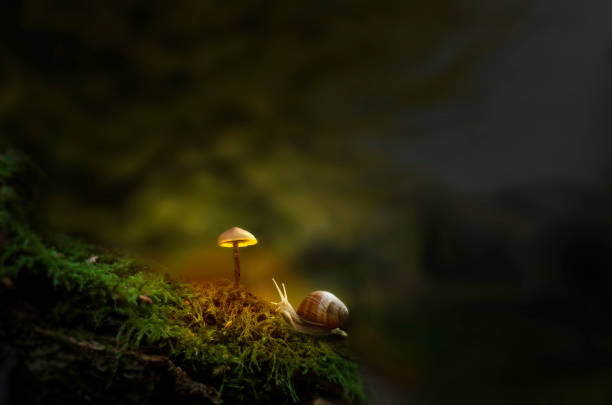 Fantasy forest with slug and glowing mushroom Snail crawling to mushroom in green moss, dark woodland. Fantasy forest with slug and glowing mushroom. Small wonder world, summer dreams illustration wallpaper snail stock pictures, royalty-free photos & images