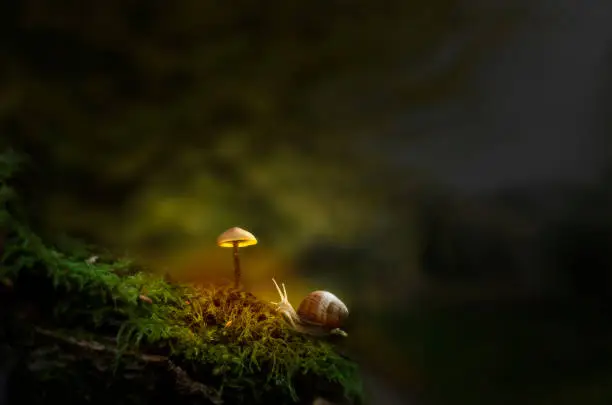 Photo of Fantasy forest with slug and glowing mushroom