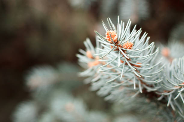 istock branch of blue spruce Christmas tree, selective focus 1061016780
