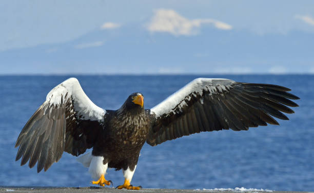 istock Steller's sea eagle spread his wings. 1061017088