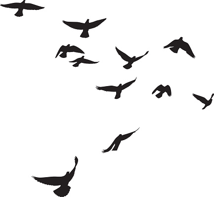 Vector silhouettes of a group of pigeons flying.