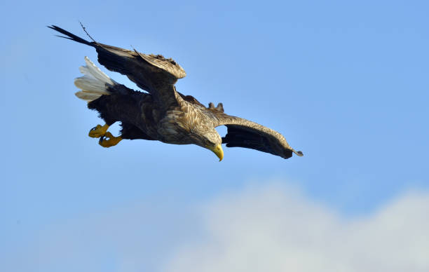 飛行中のワシのオジロワシ - white tailed eagle sea eagle eagle sea ストックフォトと画像