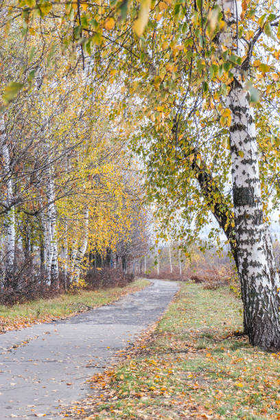 istock asphalt footpath in city Park in autumn 1061019274