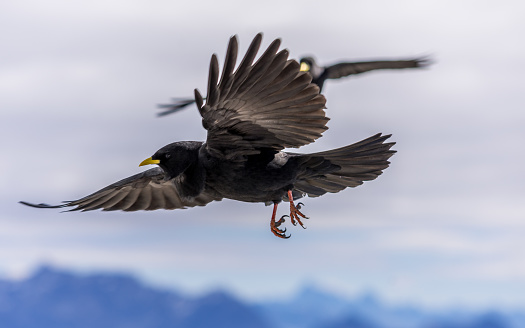 Group of yellow chough