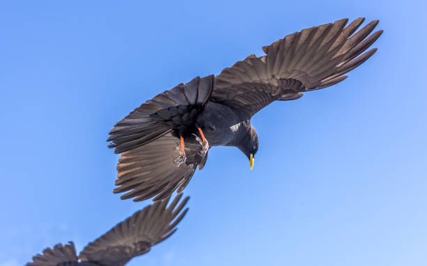 istock Alpine Chough in Swiss Alps 1061019896