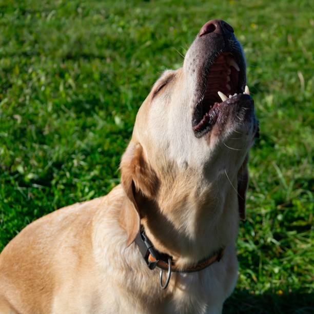 istock Labrador. Dogs play with his owner 1061021626